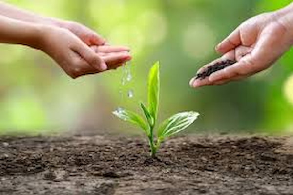 تصویر 1 از قیمت کود غیر شیمیایی طبیعی + خرید باور نکردنی